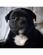 Filhotes - Staffordshire Bull Terrier - Hard Face Kennel